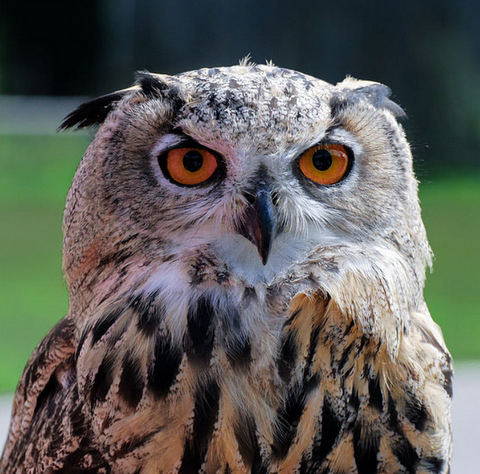 Flora and fauna in and around Sucina