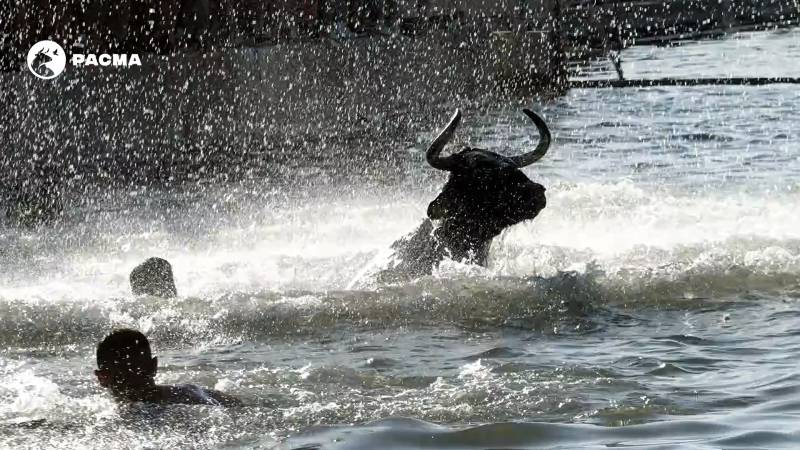 Animal rights groups launch plea to end Denia's cruel 'Bulls in the Sea' fiesta