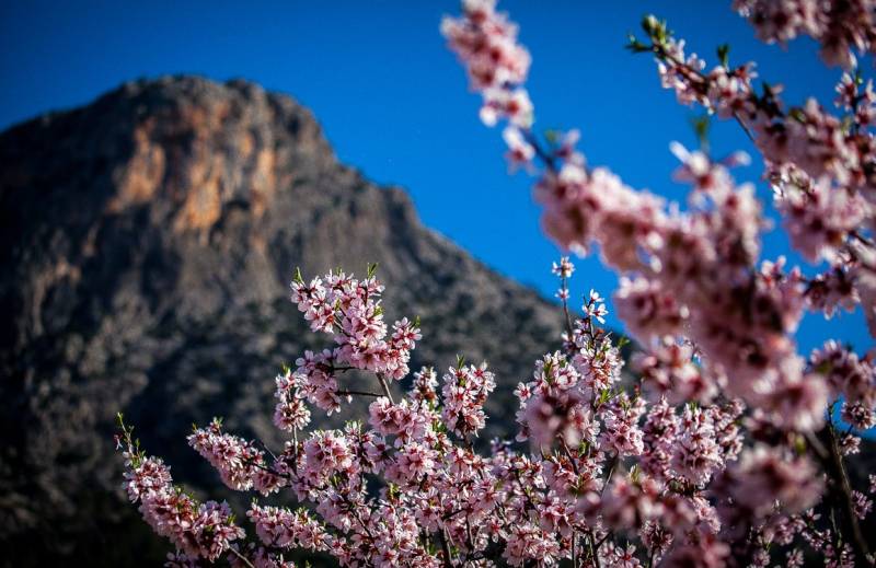 January 31 to March 8 MULAFLOR, the almond blossom celebrations in Mula