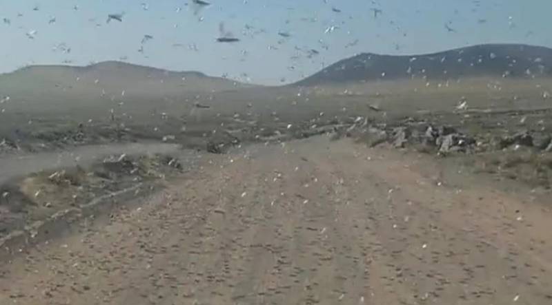 Calima chaos as swarm of locusts descends on Lanzarote