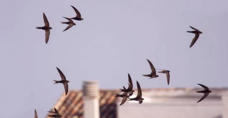 Spain urged to follow Scotland's lead and make swift nest bricks mandatory in all buildings